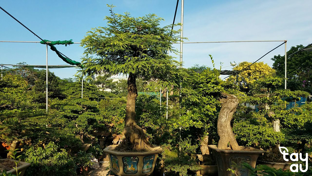 Bí quyết lựa chọn cây cảnh sân vườn biệt thự đẹp mắt và dễ chăm sóc 15 cay canh san vuon biet thu 6