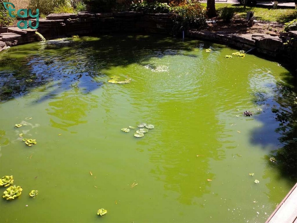 green koi pond