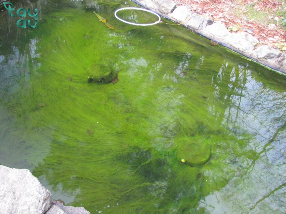 green koi pond1