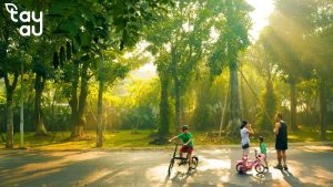 cac-loai-cay-trong-thiet-ke-canh-quan-1
