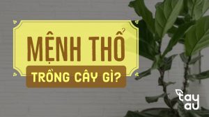 Menh Tho Trong Cay Gi 1
