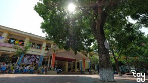 cac cay bong may san truong 1