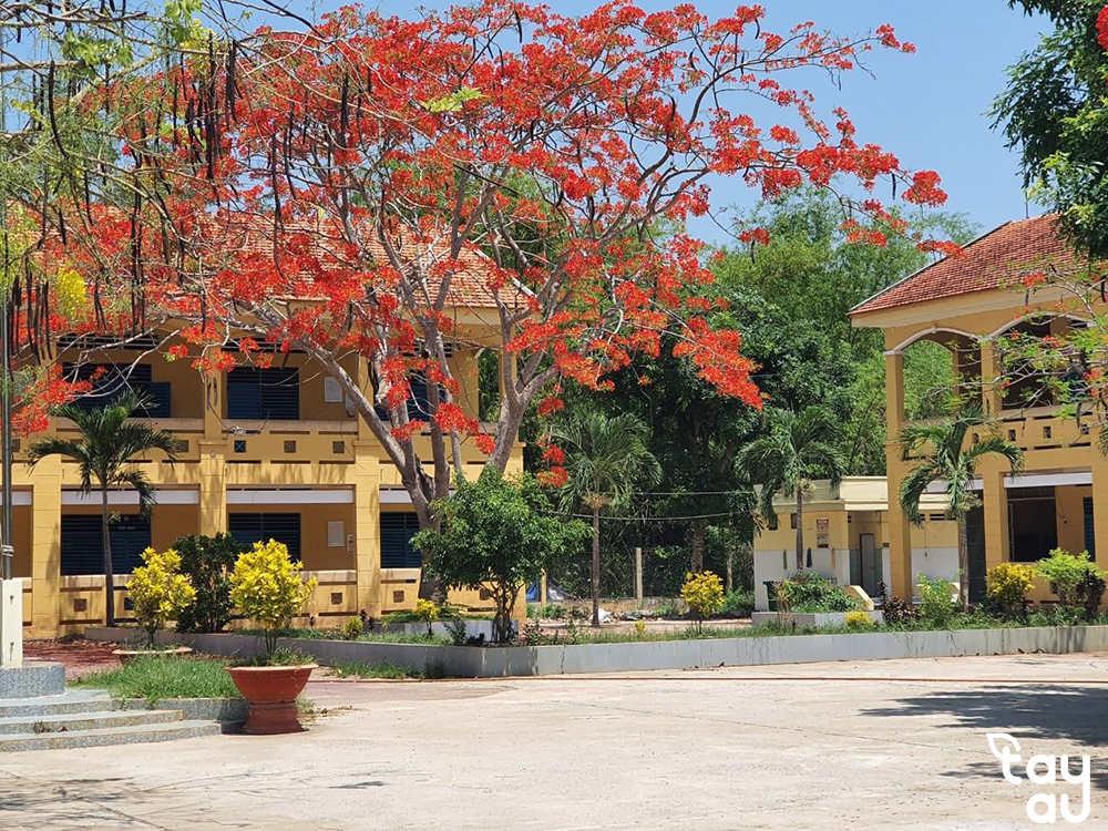 Compilation of popular shade trees in schools today 8 cac cay bong may san truong 4