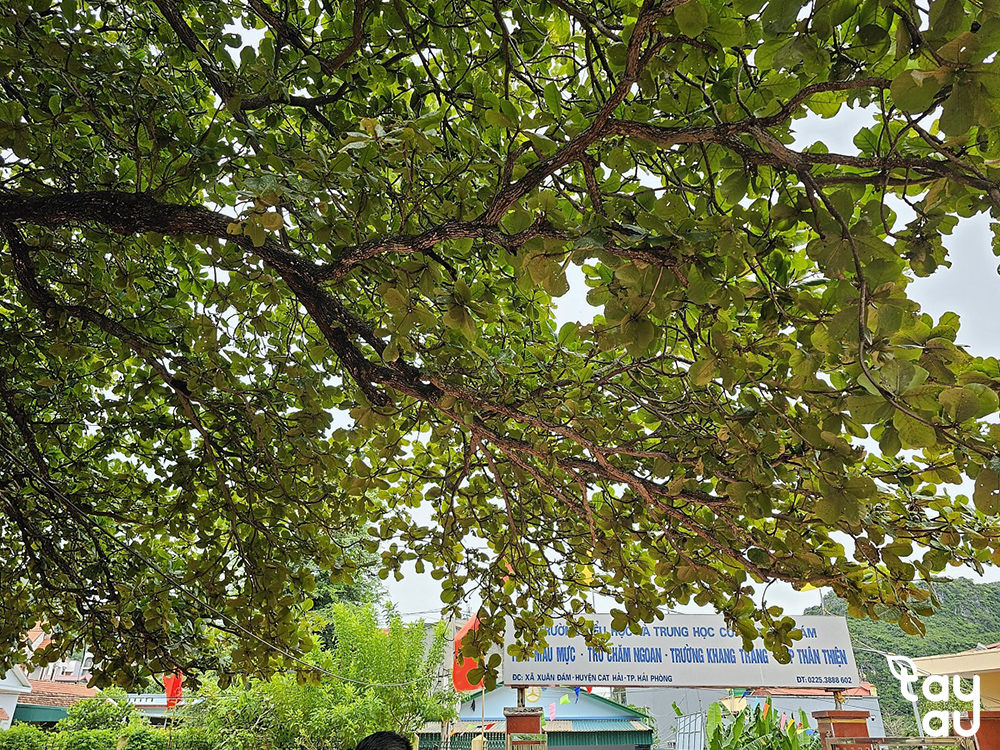 Compilation of popular shade trees in schools today 9 cac cay bong may san truong 5