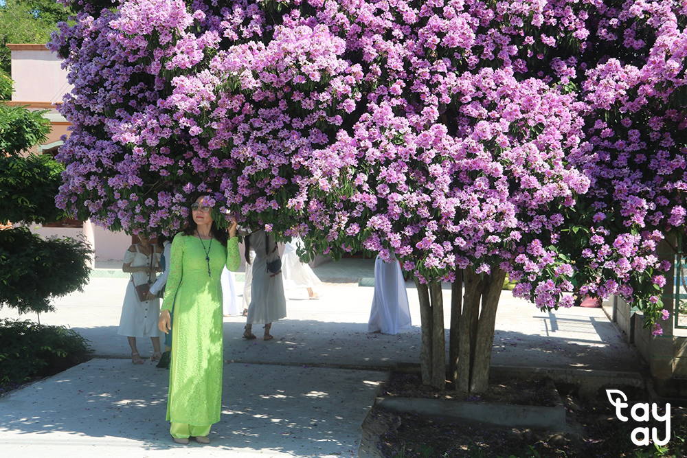 Compilation of popular shade trees in schools today 10 cac cay bong may san truong 7
