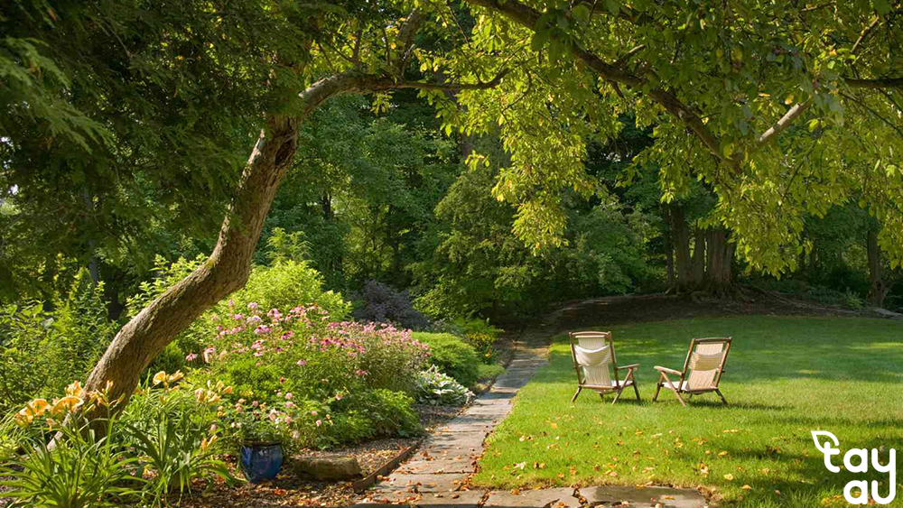 Top 10 Shade Trees Commonly Grown in the North 8 cay bong mat san vuon trong o mien bac 1