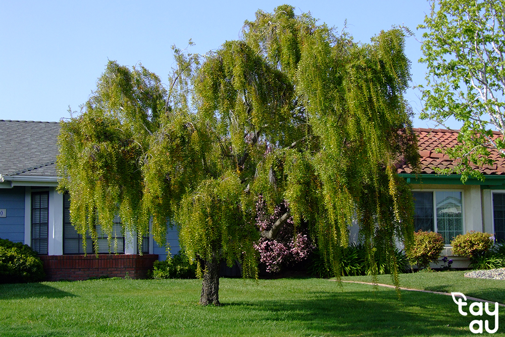 Top 10 Shade Trees Commonly Grown in the North 13 cay bong mat san vuon trong o mien bac 6