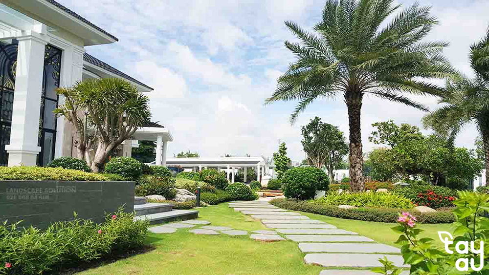 Top 10 Shade Trees Commonly Grown in the North 14 cay bong mat san vuon trong o mien bac 7