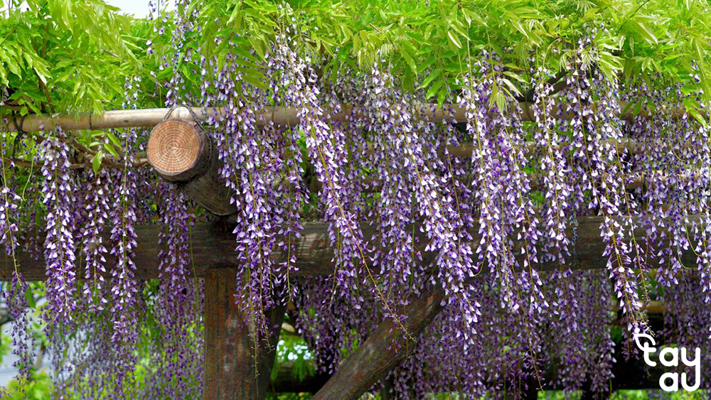 Top 9 Easy-to-Grow, Popular Garden Climbing Plants Recommended Today 8 cay leo san vuon 1