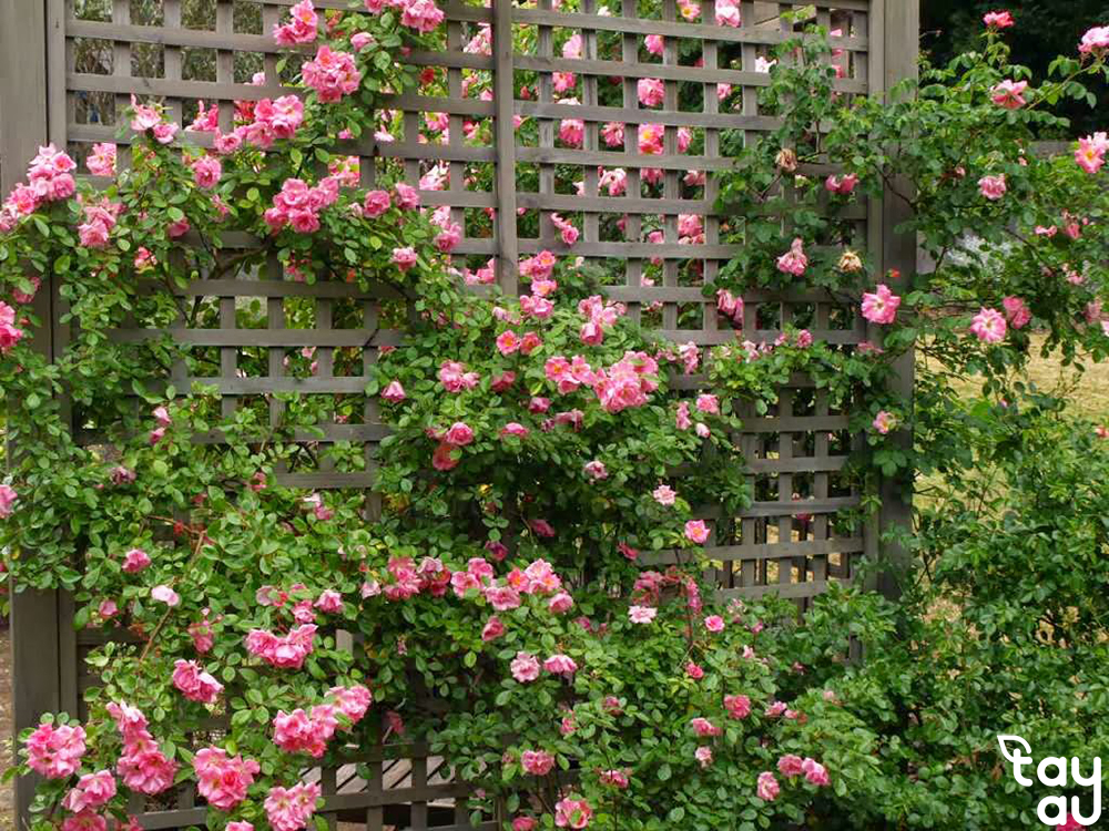 Top 9 Easy-to-Grow, Popular Garden Climbing Plants Recommended Today 13 garden climbing plant 6