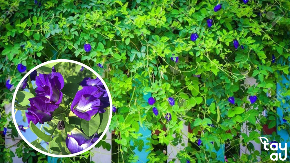 Gợi ý top 9 cây leo sân vườn dễ trồng, dễ chăm sóc được ưa chuộng hiện nay 15 cay leo san vuon 7