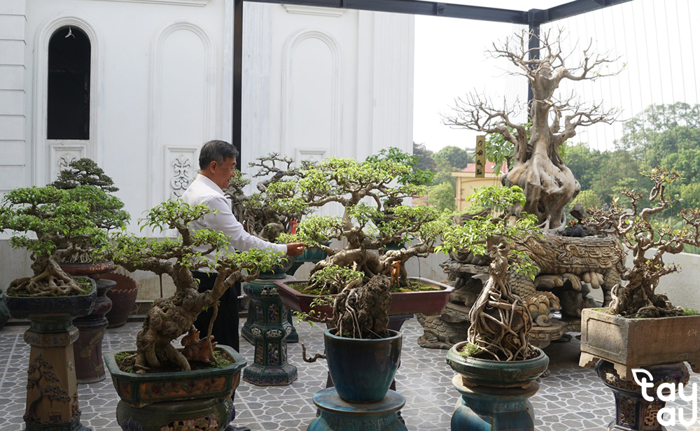 Không gian xanh mát vẫn thỏa mãn đam mê với Bonsai sân thượng 6 bonsai san thuong 2