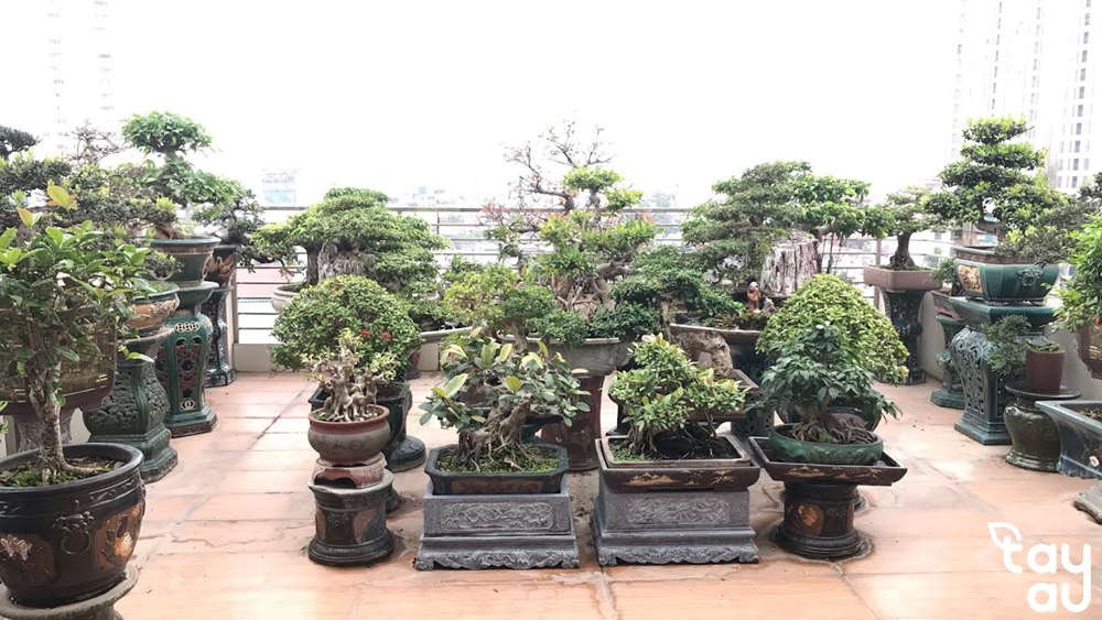 Không gian xanh mát vẫn thỏa mãn đam mê với Bonsai sân thượng 8 bonsai san thuong 4