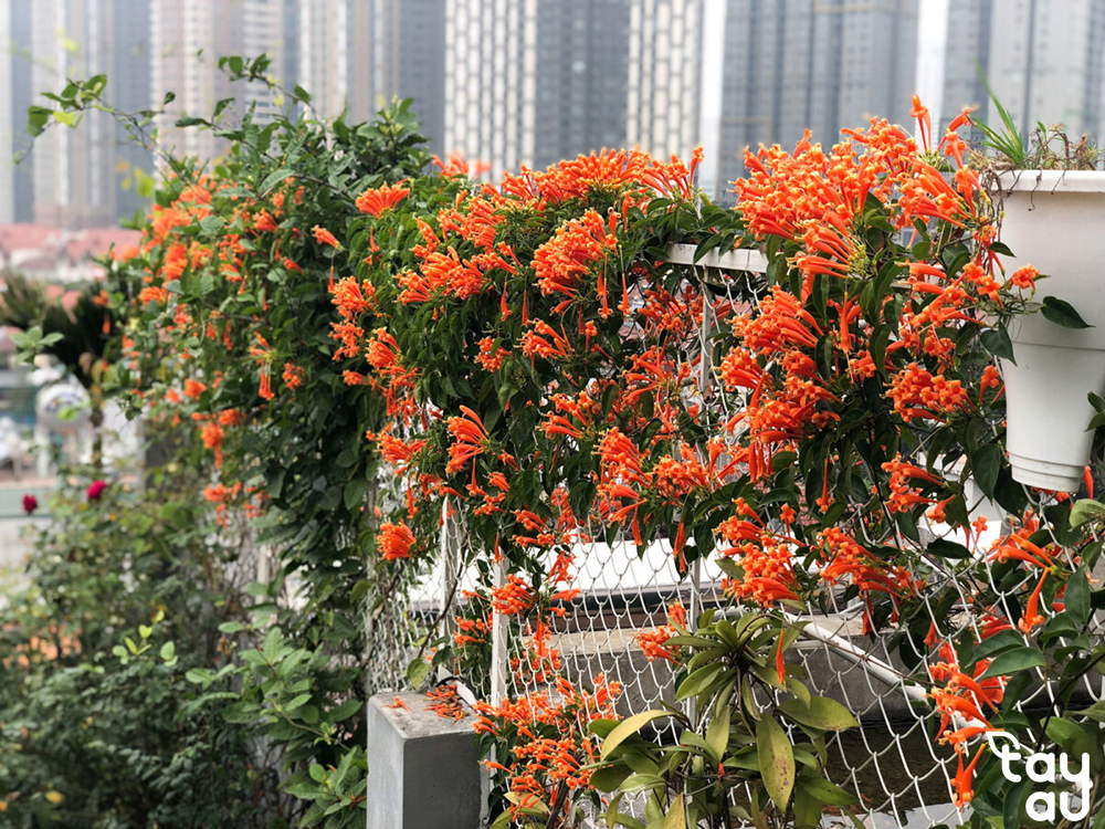 Guide to Designing Your Own Rooftop Trellis at Home 11 cay leo san thuong 6