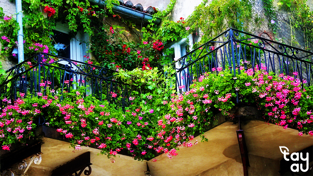 Guide to Designing Your Own Rooftop Trellis at Home 12 cay leo san thuong 7