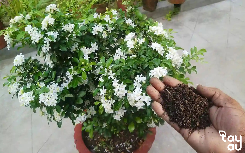 Compilation of all types of plants suitable for indoor cultivation 11 cay nen trong trong san vuon 4