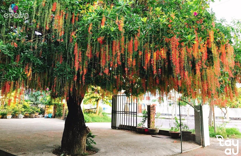 Compilation of all types of plants suitable for indoor cultivation 12 cay nen trong trong san vuon 5