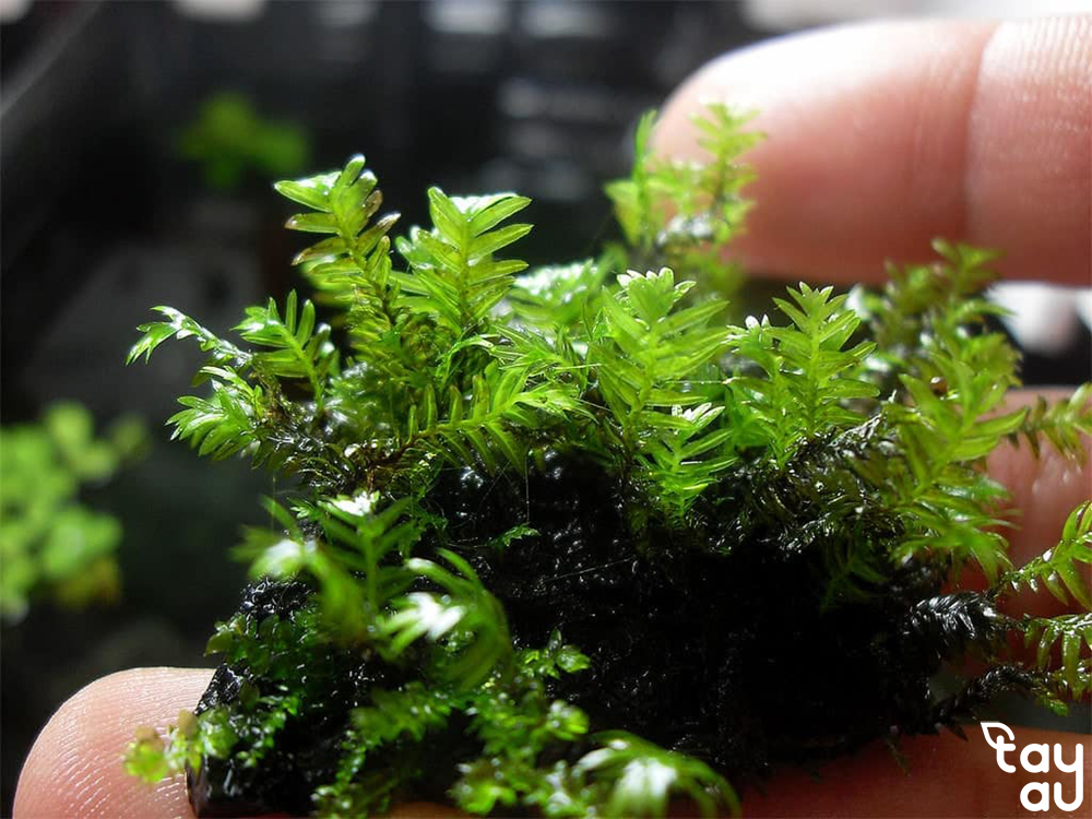 Guidance on choosing easy-to-grow aquatic plants for your living space 6 cay thuy sinh de trong 2