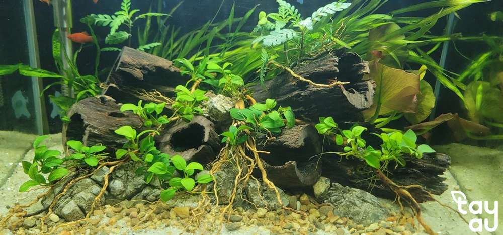 Guidance on choosing easy-to-grow aquatic plants for your living space 7 cay thuy sinh de trong 3