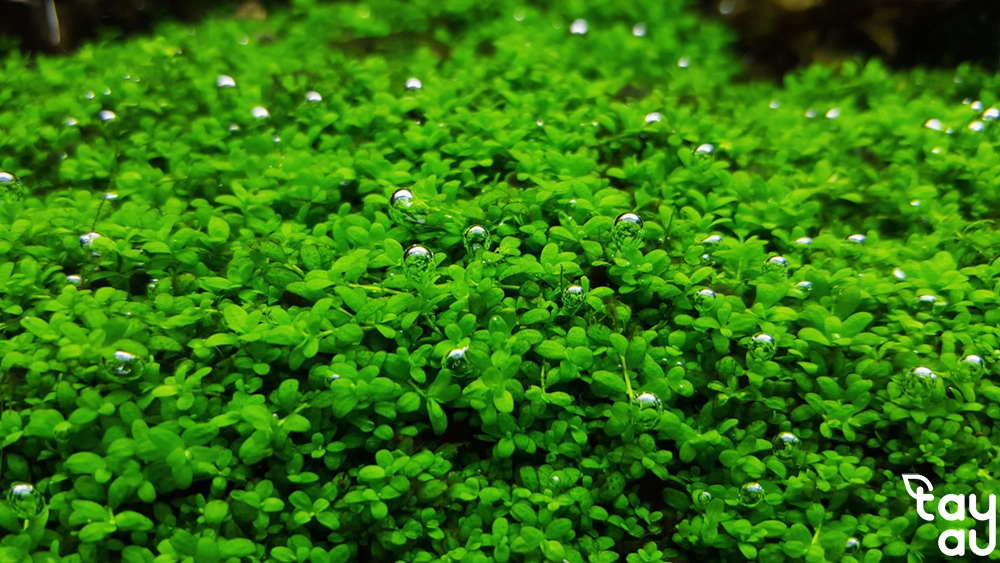 Guidance on choosing easy-to-grow aquatic plants for your living space 8 cay thuy sinh de trong 5
