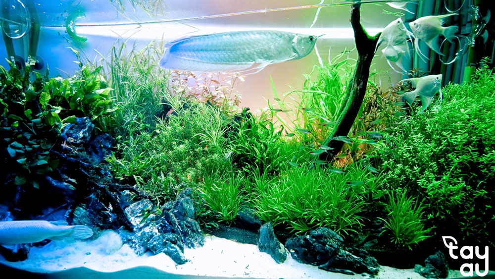 Guidance on choosing easy-to-grow aquatic plants for your living space 9 cay thuy sinh de trong 6