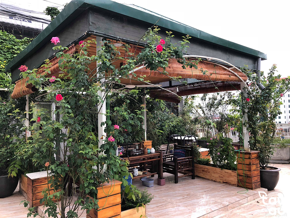 garden trellis 2