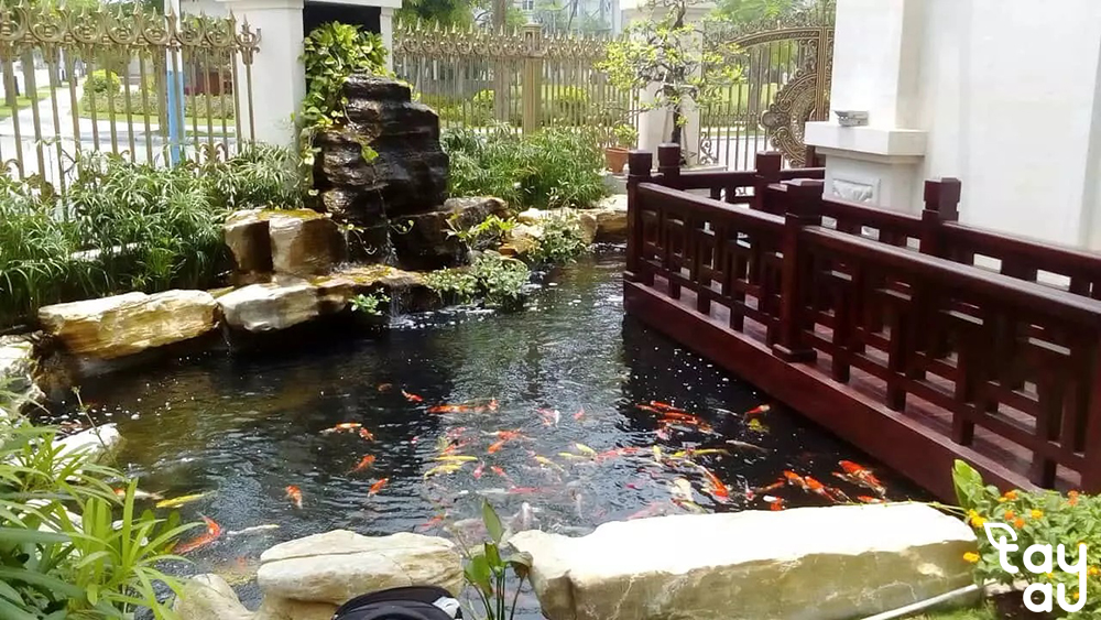 Phong thủy hồ cá trước nhà - Những điều cần phải lưu ý 8 ho ca truoc nha 3