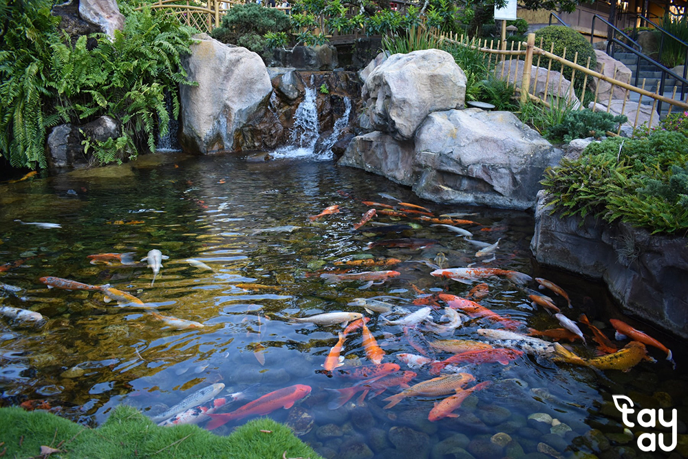 Create a cool and relaxing green space with a garden design featuring a fish pond 9 san vuon ho ca 3