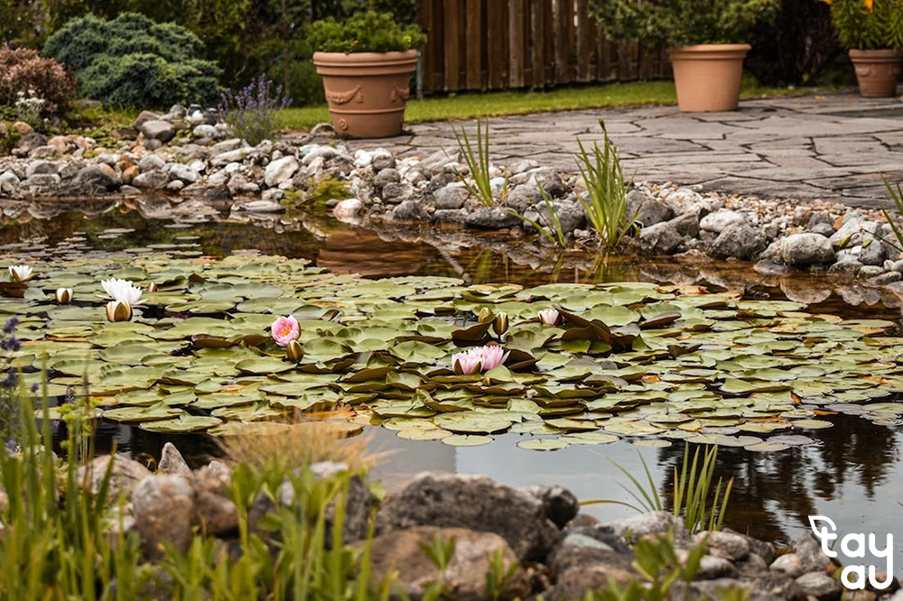 Create a cool and relaxing green space with a garden design featuring a fish pond 11 san vuon ho ca 4