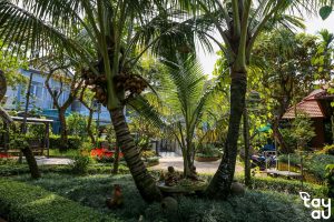 cay san vuon biet thu 1