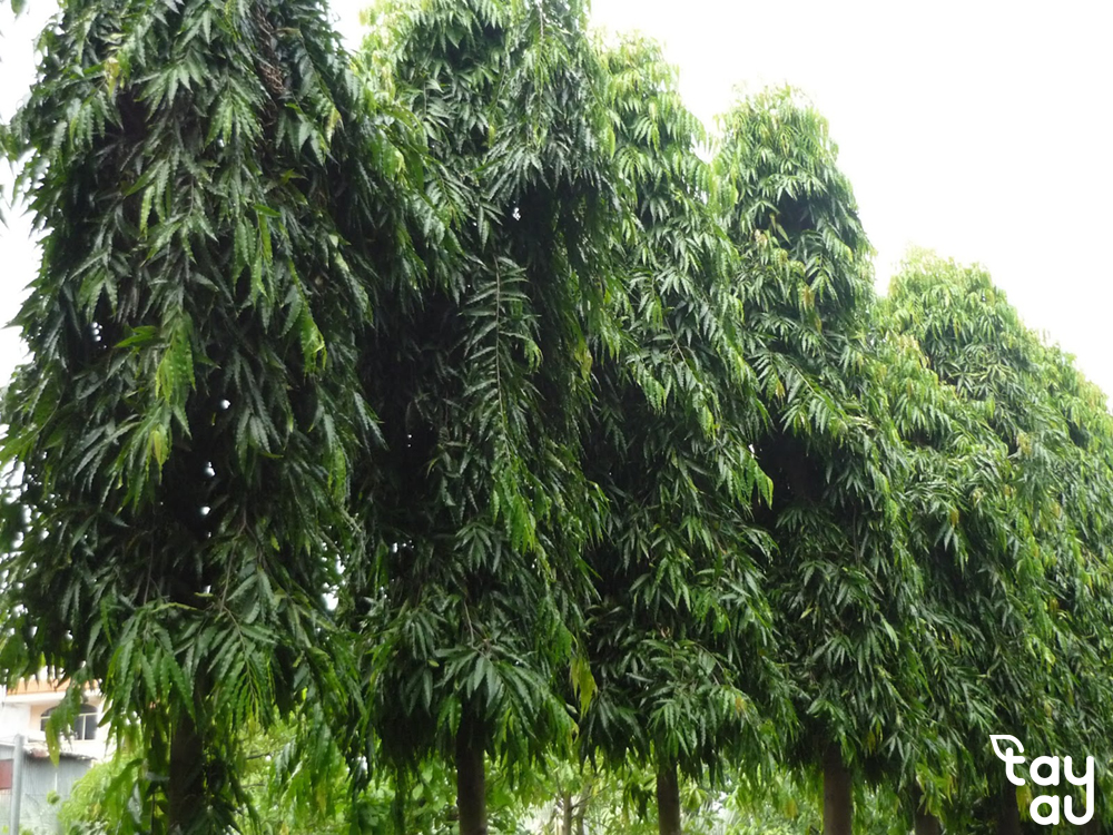 cay san vuon biet thu 10