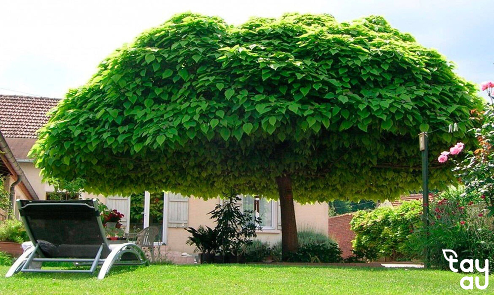 Top 8 loại cây sân vườn ít rụng lá và được trồng nhiều nhất 13 cay san vuon it rung la 8