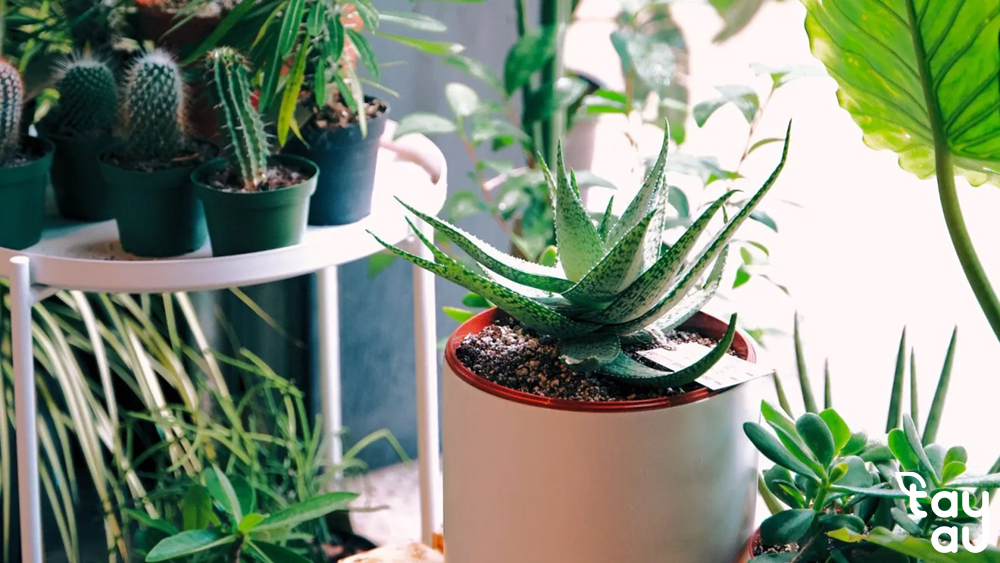 TOP 10 cây trồng trong nhà không cần nắng được yêu thích nhất 10 cay trong trong nha 3