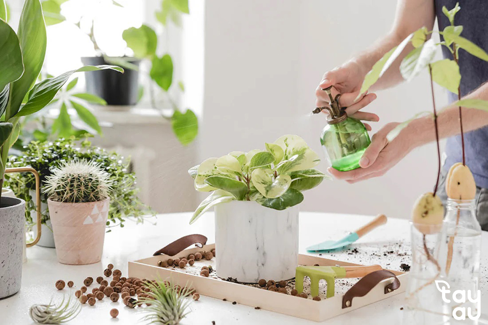 TOP 10 cây trồng trong nhà không cần nắng được yêu thích nhất 15 cay trong trong nha 8