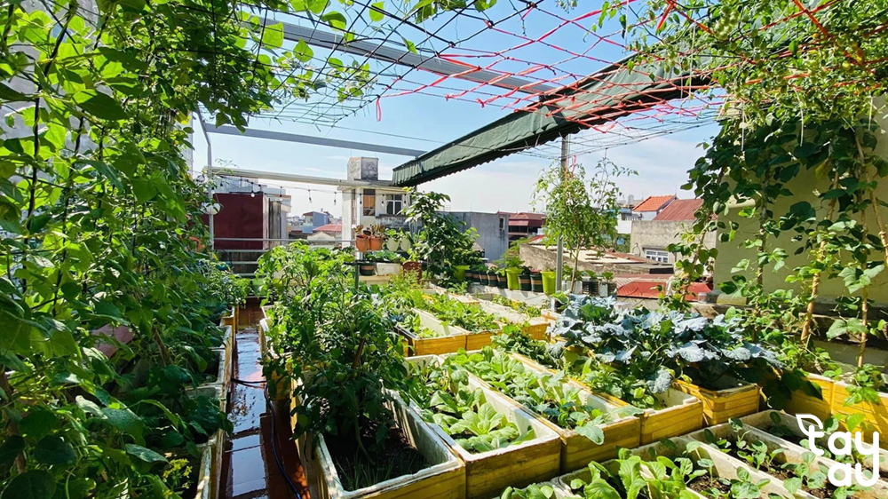 Kinh nghiệm trồng vườn rau sạch trên sân thượng 6 thiet ke vuon rau sach tren san thuong 1