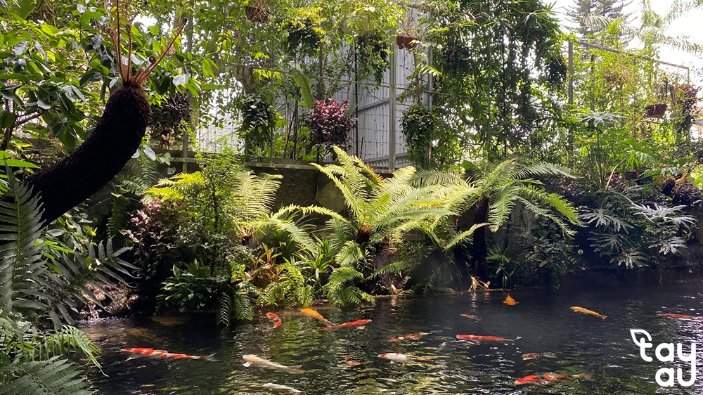 chong tham ho ca koi 4