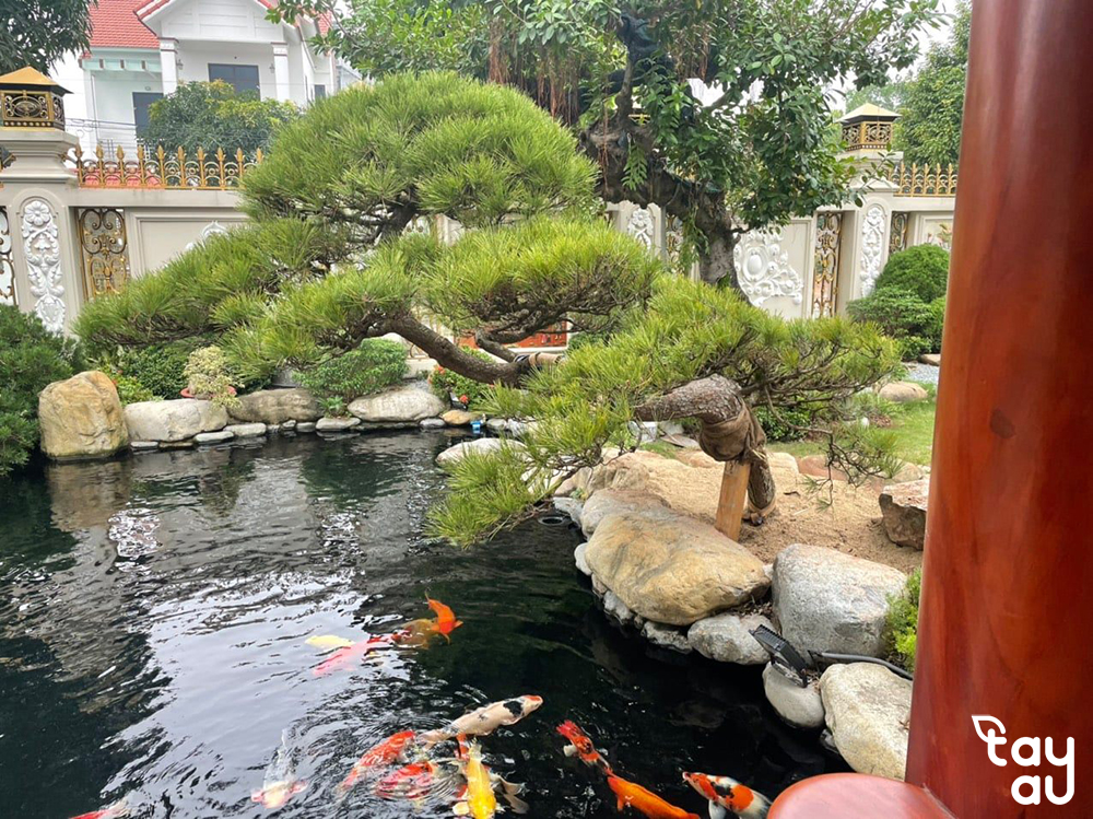 chong tham ho ca koi 5