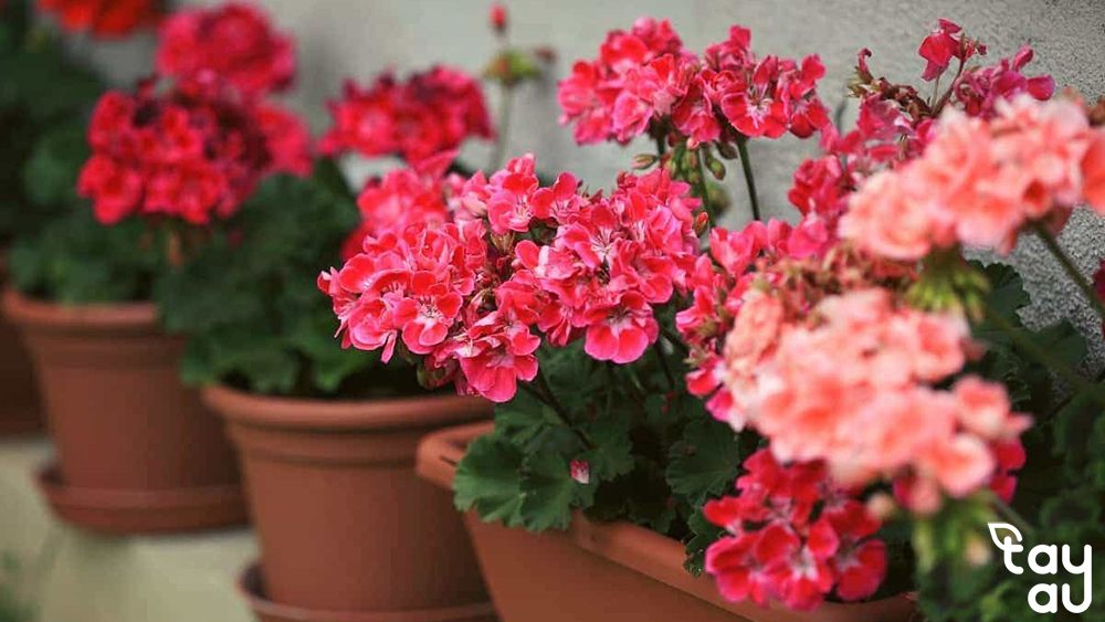 Sharing experience on growing beautiful blooming roses in pots 7 trong hoa hong trong chau 1