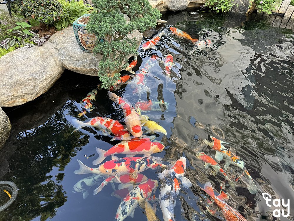 vi sinh ho ca koi 3