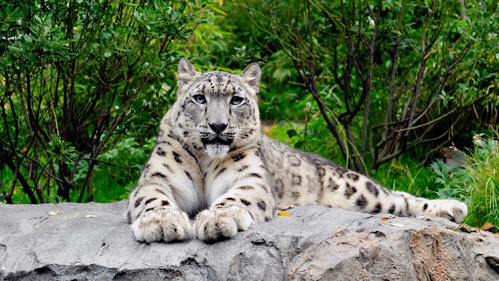 Tầm Quan Trọng và Giải Pháp Cảnh Quan Thân Thiện Với Môi Trường 15 Snow leopard - Central Park (New York, Mỹ)