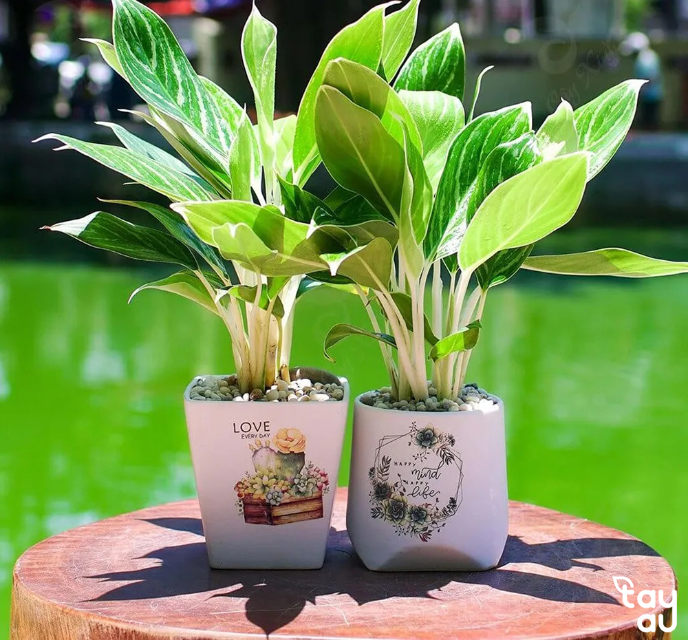 Mệnh kim nên trồng cây gì? Chọn cây phong thủy cho người mệnh kim 10 menh kim trong cay gi 4