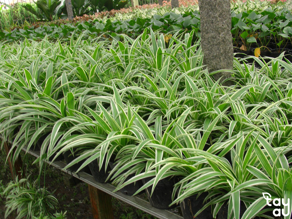 Mệnh kim nên trồng cây gì? Chọn cây phong thủy cho người mệnh kim 11 menh kim trong cay gi 5