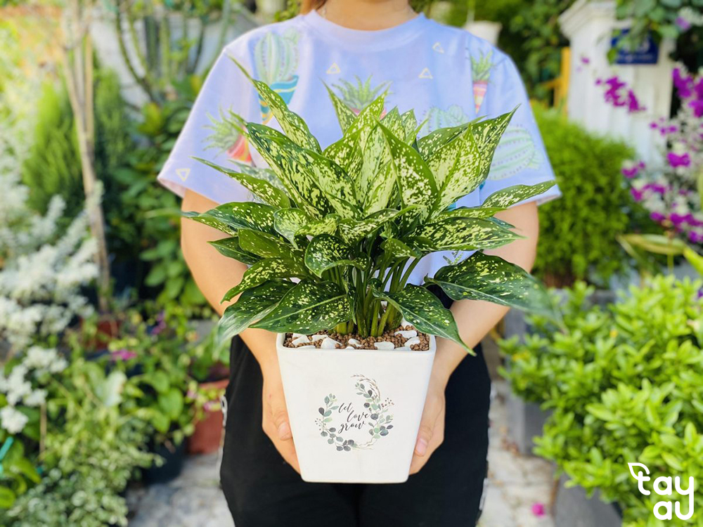 Mệnh kim nên trồng cây gì? Chọn cây phong thủy cho người mệnh kim 12 menh kim trong cay gi 6