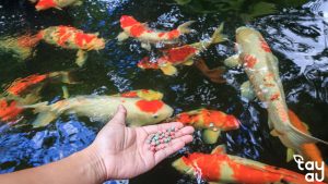 vitamin cho ca koi 1