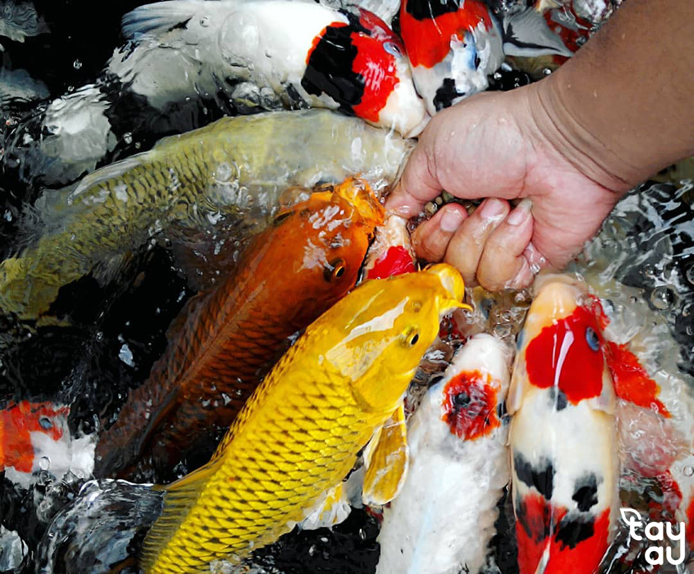 vitamin cho ca koi 2