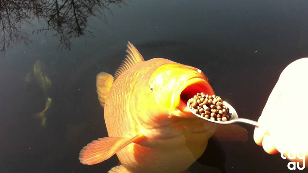 vitamin cho ca koi 3